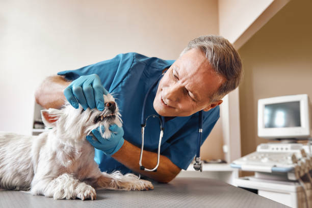 Best Emergency Denture Repair in Dodgeville, WI